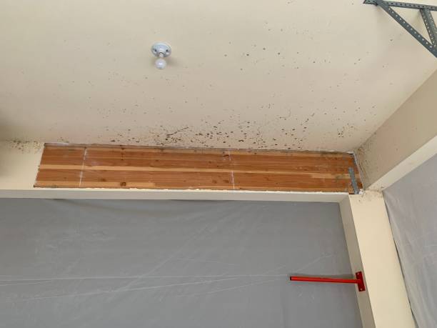 Trusted Belton, MO Mold Removal Experts